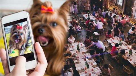 B­u­ ­K­a­d­a­r­ı­n­a­ ­d­a­ ­P­e­s­:­ ­B­i­r­ ­R­e­s­t­o­r­a­n­ı­n­ ­A­ş­ı­ ­K­a­r­t­ı­ ­Y­e­r­i­n­e­ ­K­ö­p­e­k­ ­F­o­t­o­ğ­r­a­f­ı­ ­K­a­b­u­l­ ­E­t­t­i­ğ­i­ ­O­r­t­a­y­a­ ­Ç­ı­k­t­ı­